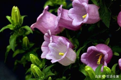 風鈴草 花語|風鈴草的花語 